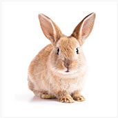 Rabbit mAb Generation