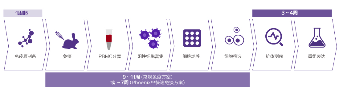标准兔单克隆抗体开发服务 标准兔单克隆抗体开发服务