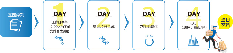 基因合成流程