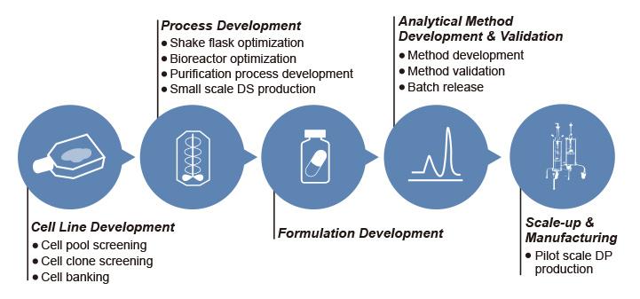cell line development 生物药开发流程