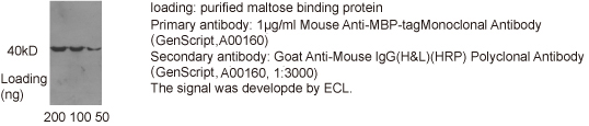鼠抗MBP单克隆抗体产品应用举例