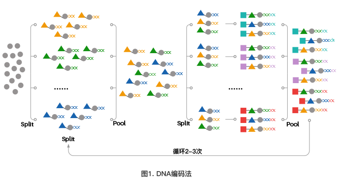 DNA编码方法