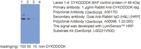兔抗DYKDDDDK多克隆抗体产品应用举例