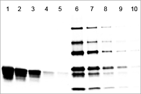Stained Pierce Protein Gel for SDS-PAGE, 4-20% gradient gel example. Stained Pierce Protein Gel for SDS-PAGE, gradient gel example.