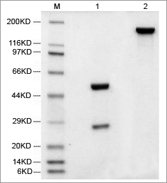 Process Scale Antibody Purification