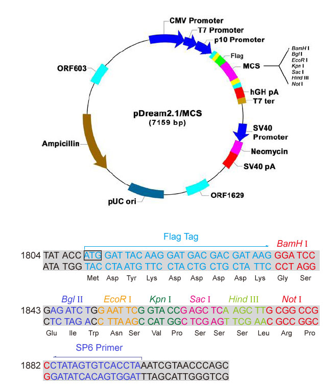 sd0222--pdream2.1/mcs(1008g)