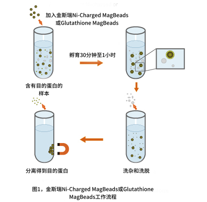 标签蛋白纯化磁珠工作流程