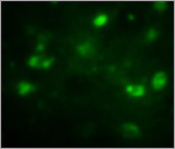 THE™ Elite Antibody THE™ Elite Antibody