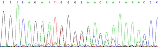 sequencing to identify CRISPR-edited cell lines harboring desired mutation