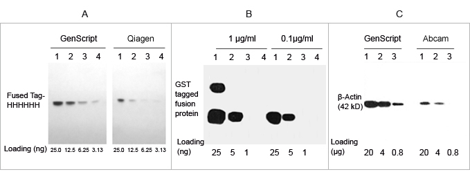 THE™ Elite Antibody