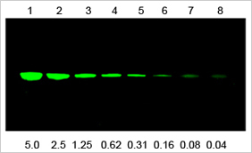 Loading control antibodies