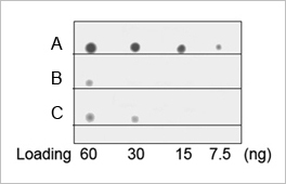 His tag Antibody