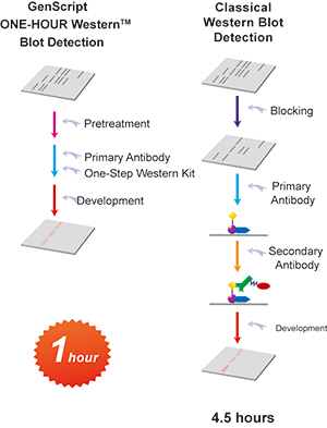 Western blot kit