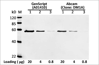 alpha Tubulin Antibody alpha Tubulin Antibody