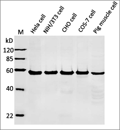 alpha Tubulin Antibody alpha Tubulin Antibody