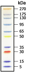Protein Standard