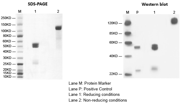 Bispecific IgG Production