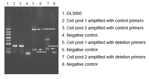 Validation of gRNA pairs with PCR