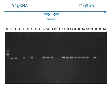 Screening of deletion clones