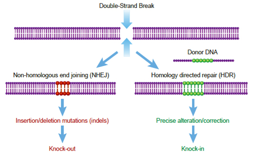 double_strand_break