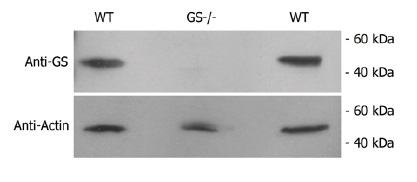 Glutamine synthetase is not detected by an anti-GS andtibody in GS knockout cell lysate