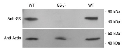 Glutamine synthetase is not detected by an anti-GS andtibody in GS knockout cell lysate Glutamine synthetase is not detected by an anti-GS andtibody in GS knockout cell lysate