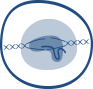 GenCRISPR™细胞系基因编辑