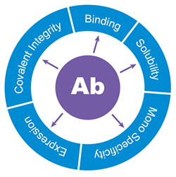 Important attributes of a good Antibody candidate Important attributes of a good Antibody candidate