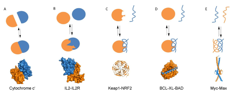 蛋白-蛋白相互作用结构展示