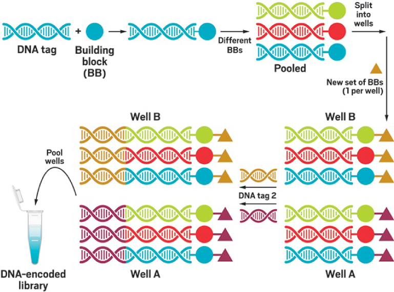 DNA编码化合物技术