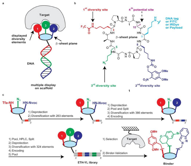 DNA记录法合成基于环肽模板的多肽文库