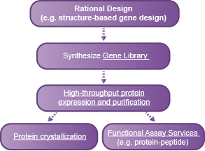 Rational Design of novel proteins