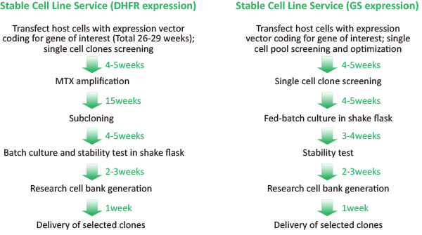 Transient Expression