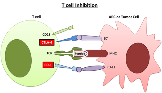 T Cell Inhibition