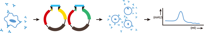 Transient Expression