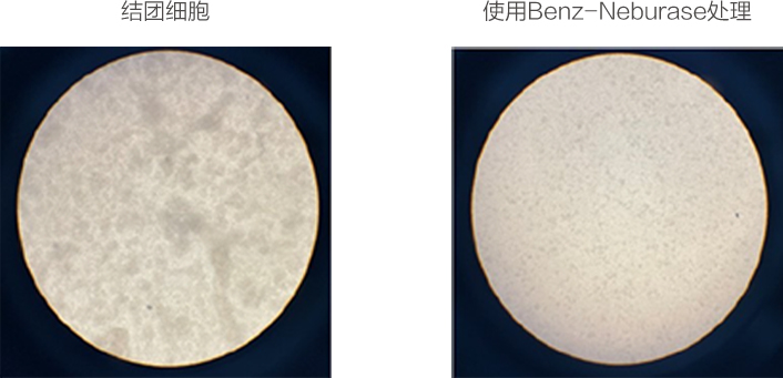 Benz-Neburase防止细胞成团