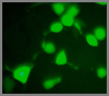 cMyc tag antibody