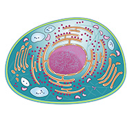 GPCR 稳定细胞系产品