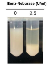 Benz-Neburase降低细菌裂解液的粘度