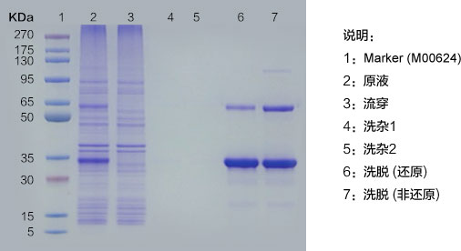 L00666纯化测试SDS-PAGE分析图