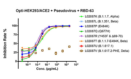 Delta突变株（B.1.617.2）逃逸RBD-63鼠单抗的中和作用