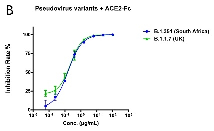 Anti-RBD-65和ACE2-Fc中和英国突变毒株（B.1.1.7）和南非突变毒株（B.1.351）的量效曲线