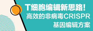 T细胞编辑新思路！高效的非病毒CRISPR基因编辑方案