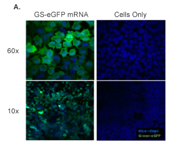 catalog mRNa products cGFP mrna data