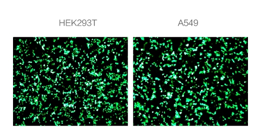 在HEK293T细胞和A549细胞模型上，可检测到显著的eGFP绿色荧光蛋白表达