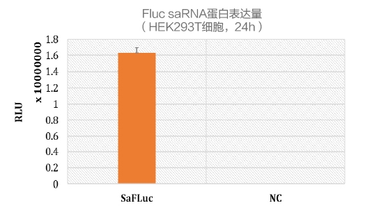Fluc saRNA蛋白表达量 
