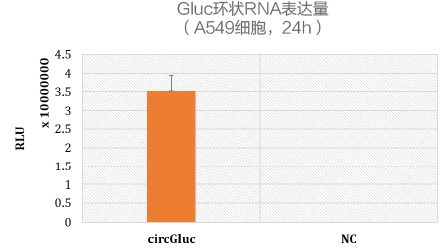 Gluc环状RNA表达量 