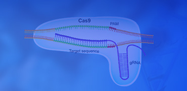 GenCRISPR™ gRNA/Cas9质粒构建