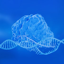 化学合成sgRNA