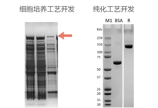 用于基因编辑的X酶  